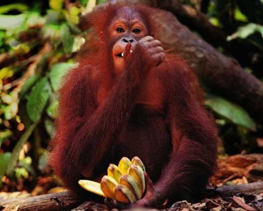 2016 год какого зверя