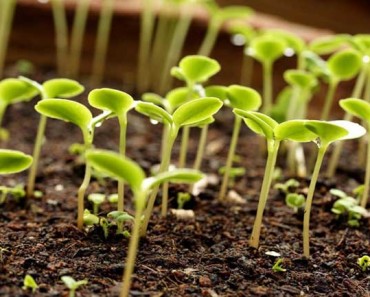 таблица лунного посевного календаря на 2018 год