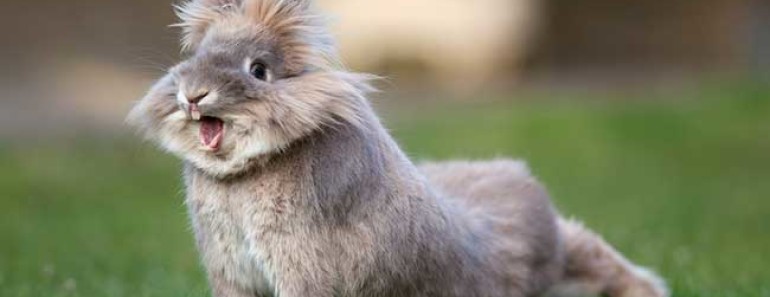 гороскоп мужчины Кролика на 2020 год