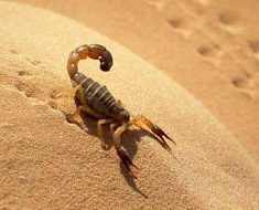 скорпион на песке
