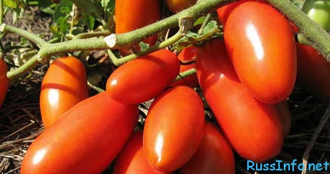 новые сорта томатов на 2020 год