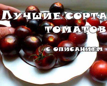новые сорта томатов сибирской селекции на 2020 год