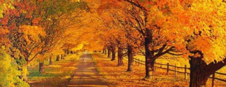 желтые листья на деревьях