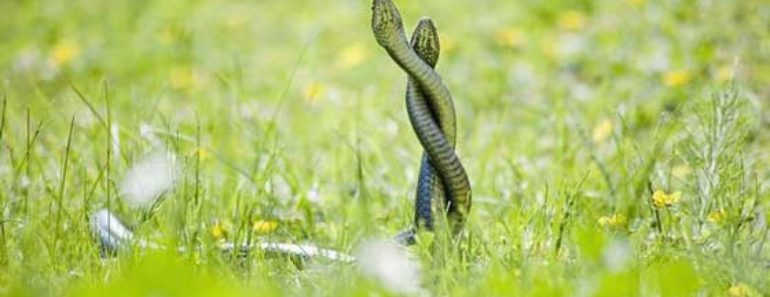 китайский гороскоп на 2019 год для Змеи