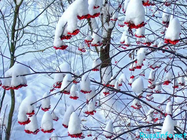 ягоды в снегу