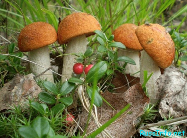 июльские грибы